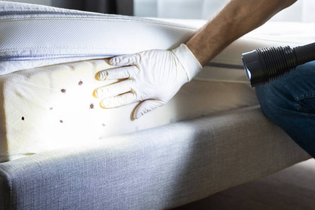 Best Pest Control for Homes  in Aurora, TX